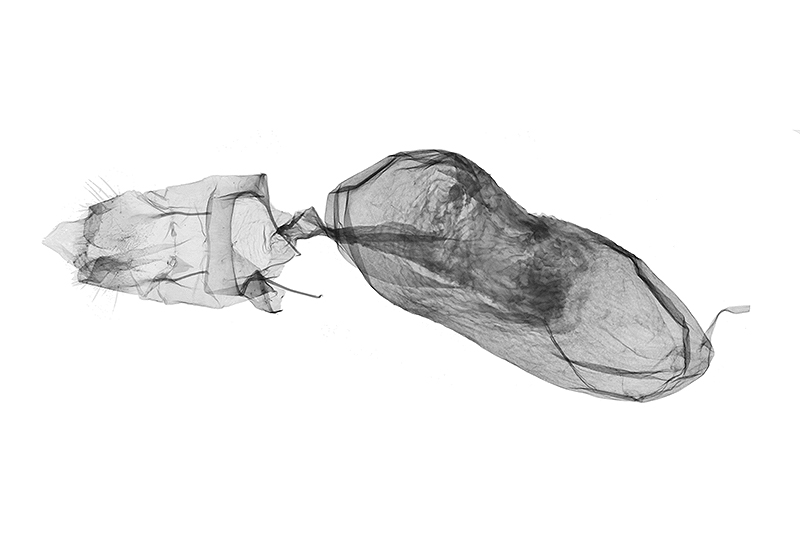 Cernyia arizana Female